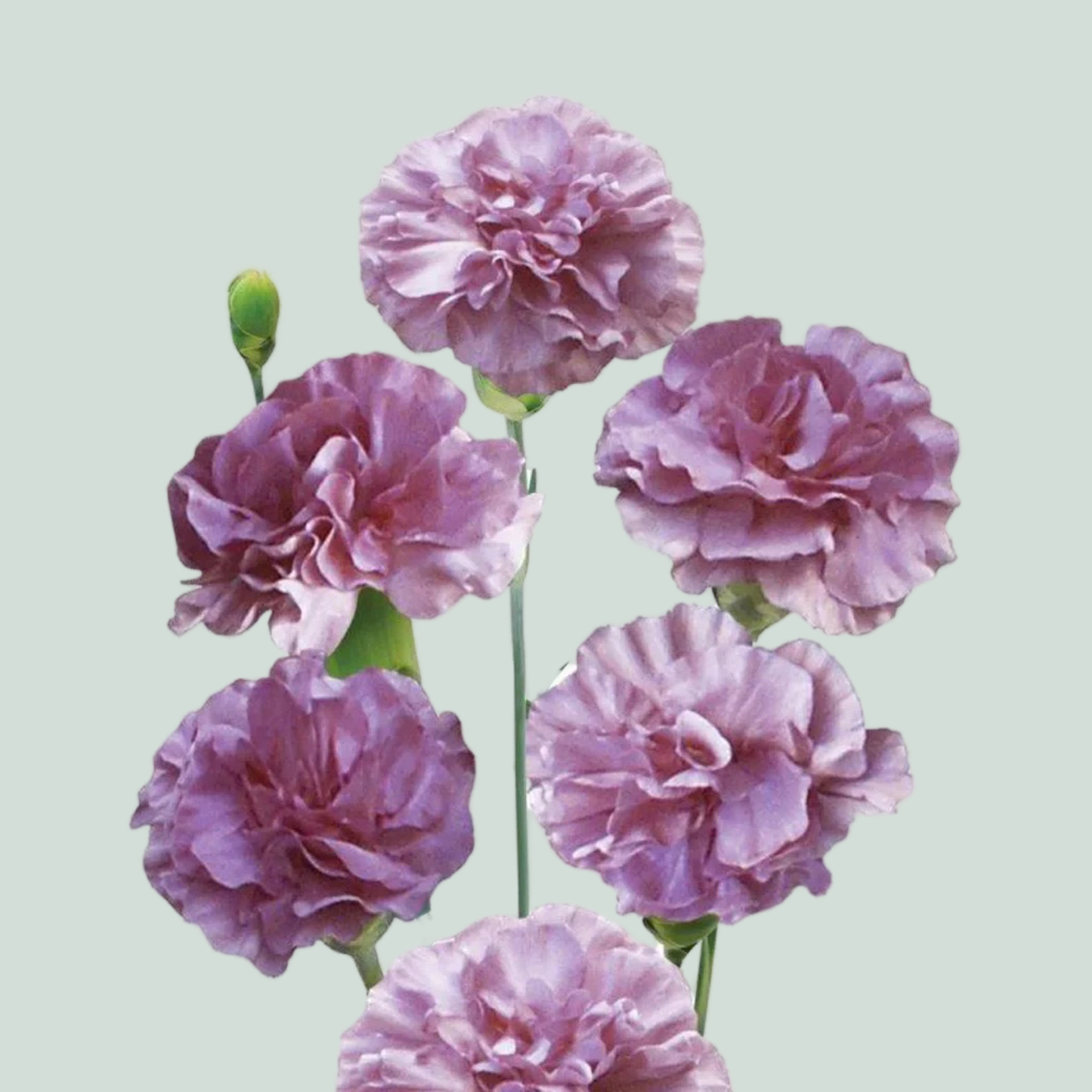 Carnation Spray Sommelier (20 Stems)