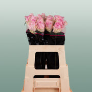Rose - Rosa - Avalanche Sorbet+