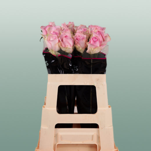Rose - Rosa - Avalanche Sorbet+