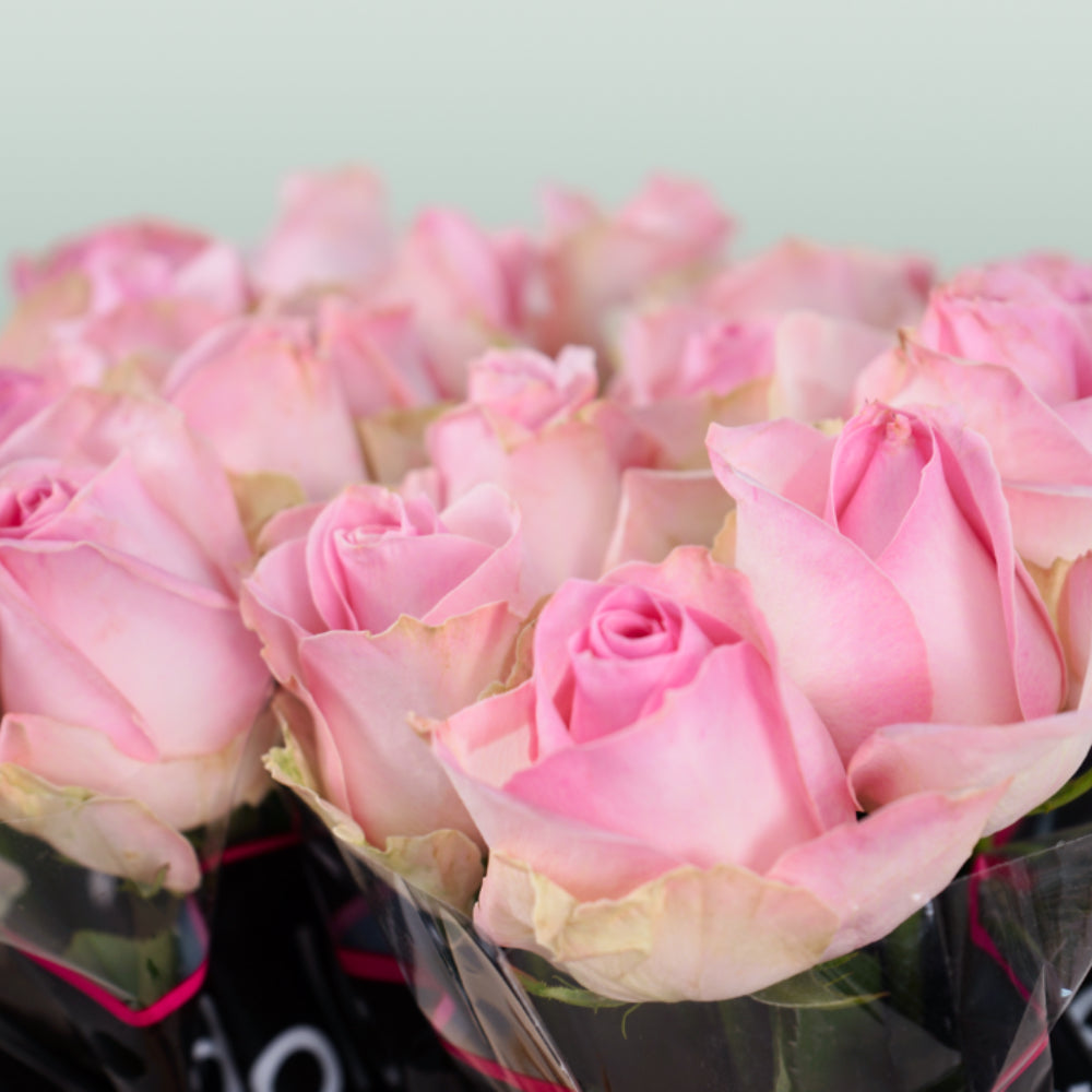 Rose Avalanche Sorbet (20 Stems)