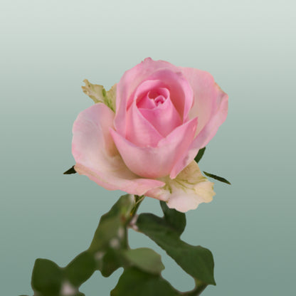 Rose Avalanche Sorbet (20 Stems)