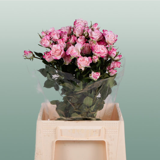 Spray Rose Speaking Blossoms (10 Stems)