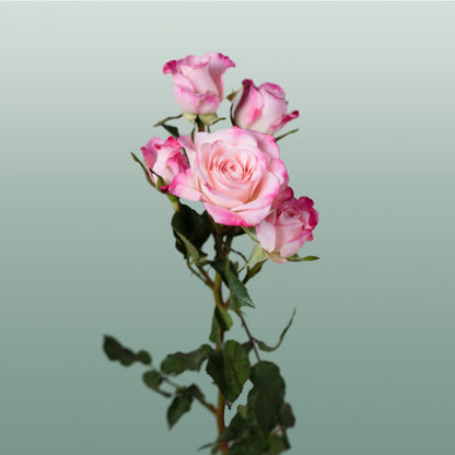 Spray Rose Speaking Blossoms