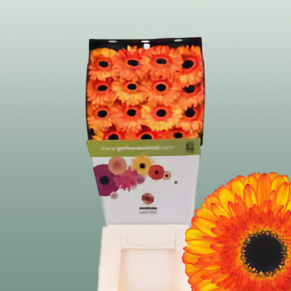 Gerbera Spotlight (15 Stems)