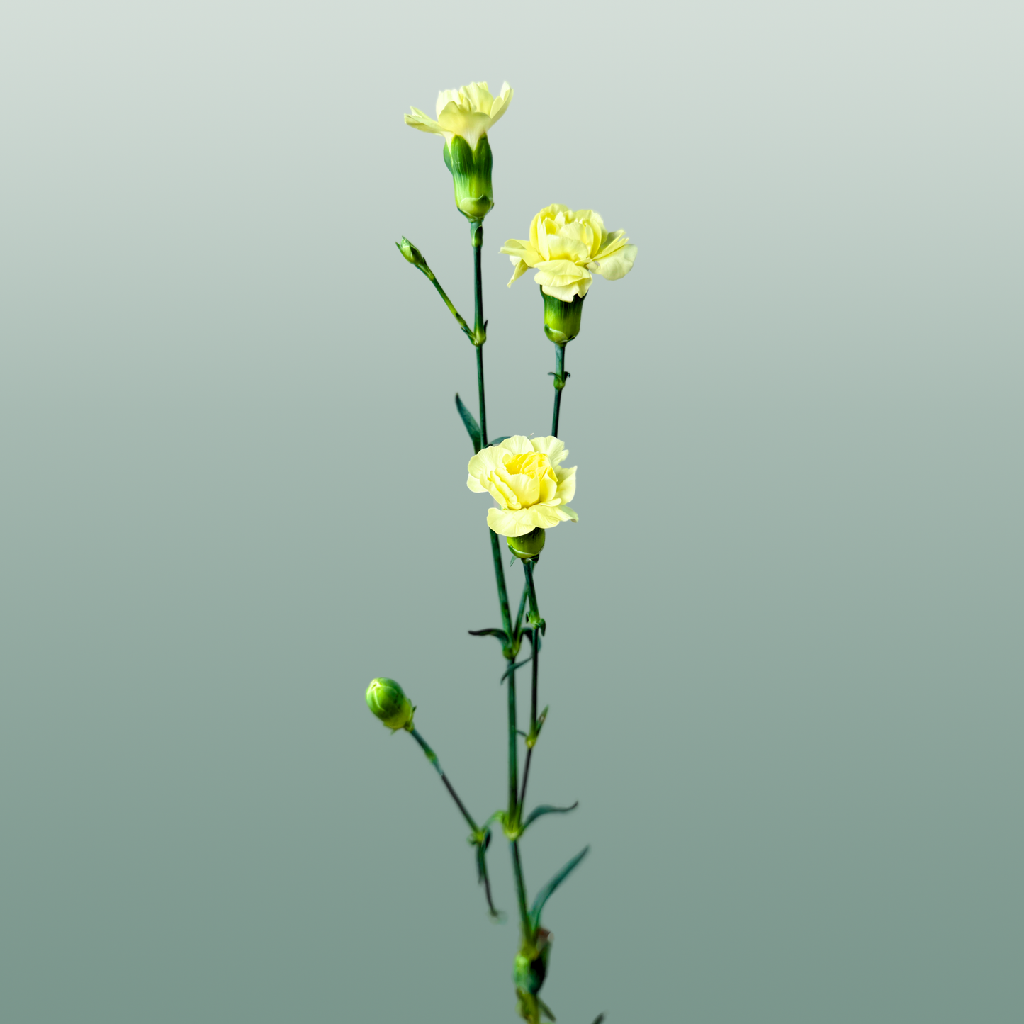 Carnation Spray Ceasar (20 Stems)