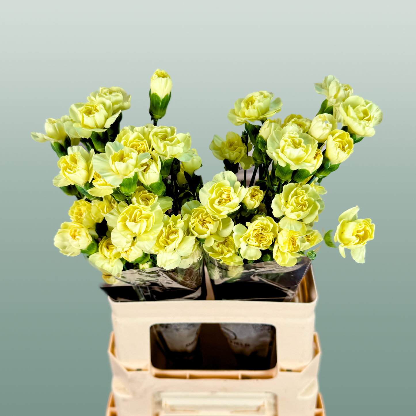 Carnation Spray Ceasar (20 Stems)
