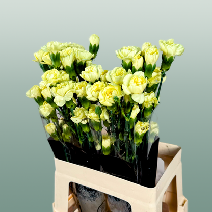 Carnation Spray Ceasar (20 Stems)