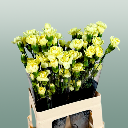 Carnation Spray Ceasar (20 Stems)