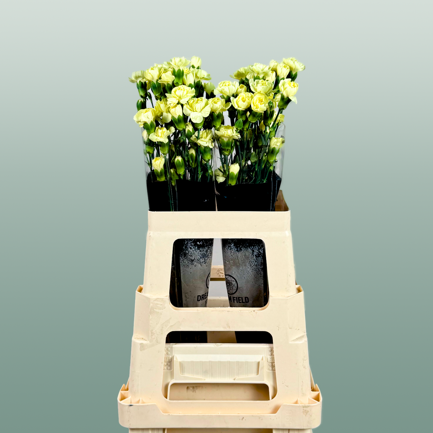 Carnation Spray Ceasar (20 Stems)