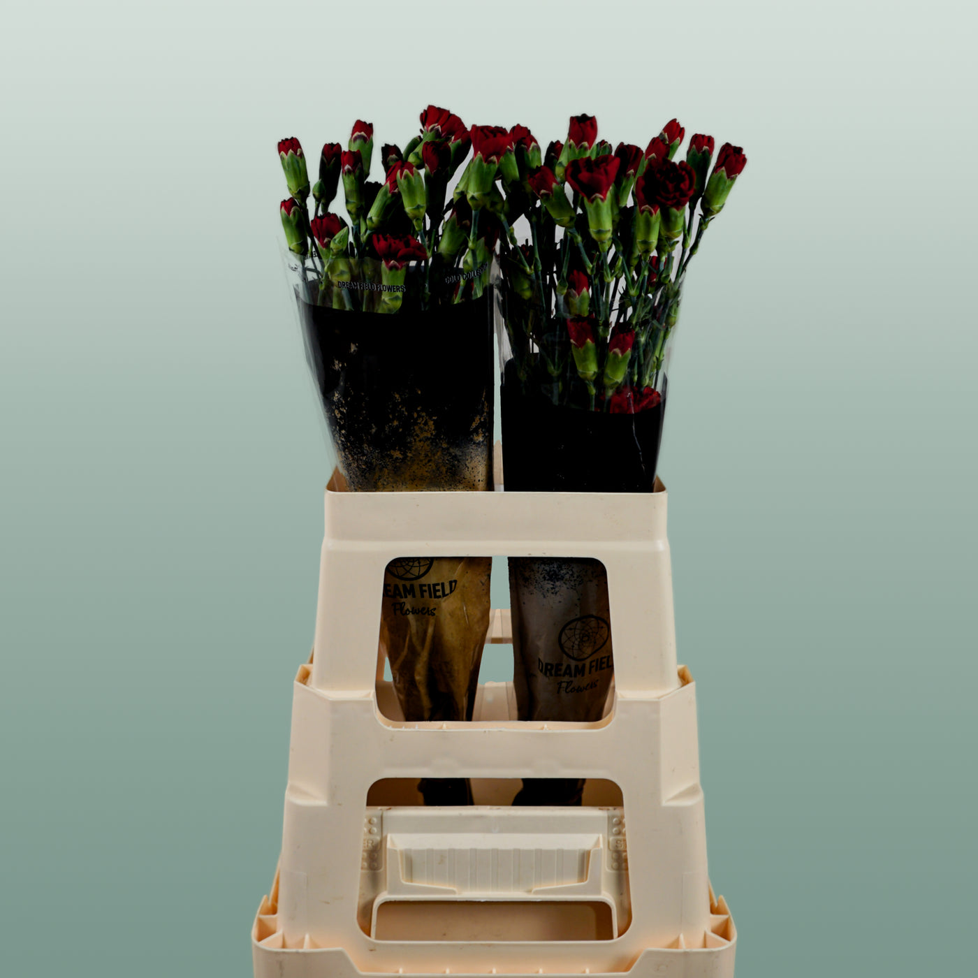 Carnation Spray Chateau (20 Stems)