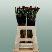 Carnation Spray Chateau