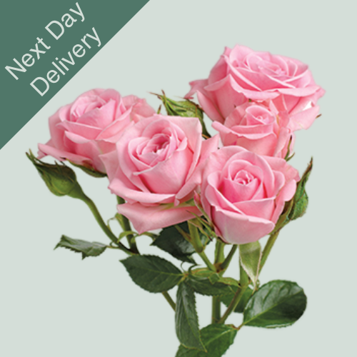 Spray Rose Odilia - 10 Stems (Next Day)