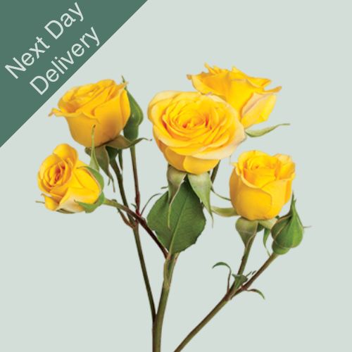 Spray Rose Yellow Babe - 10 Stems (Next Day)