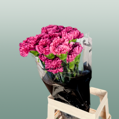Carnation Standard Bernard