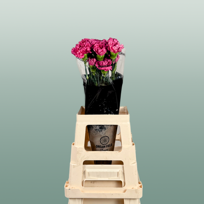 Carnation Standard Bernard