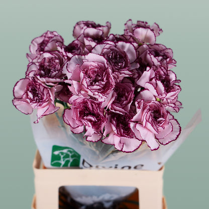 Carnation Standard Purple Damascus (20 Stems)