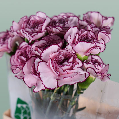 Carnation Standard Purple Damascus (20 Stems)