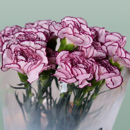 Carnation Standard Purple Damascus (20 Stems)