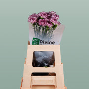Carnation - Dianthus - Royal Damascus