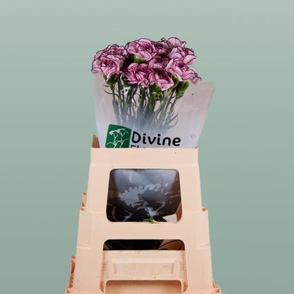 Carnation Standard Purple Damascus (20 Stems)