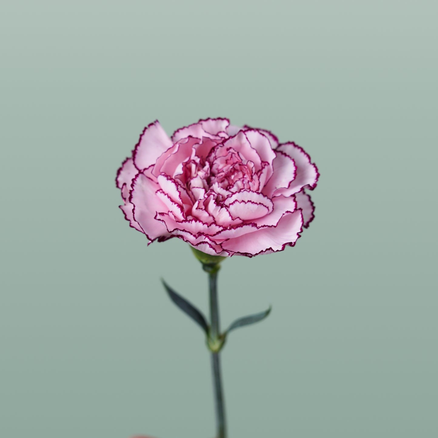 Carnation Standard Purple Damascus (20 Stems)