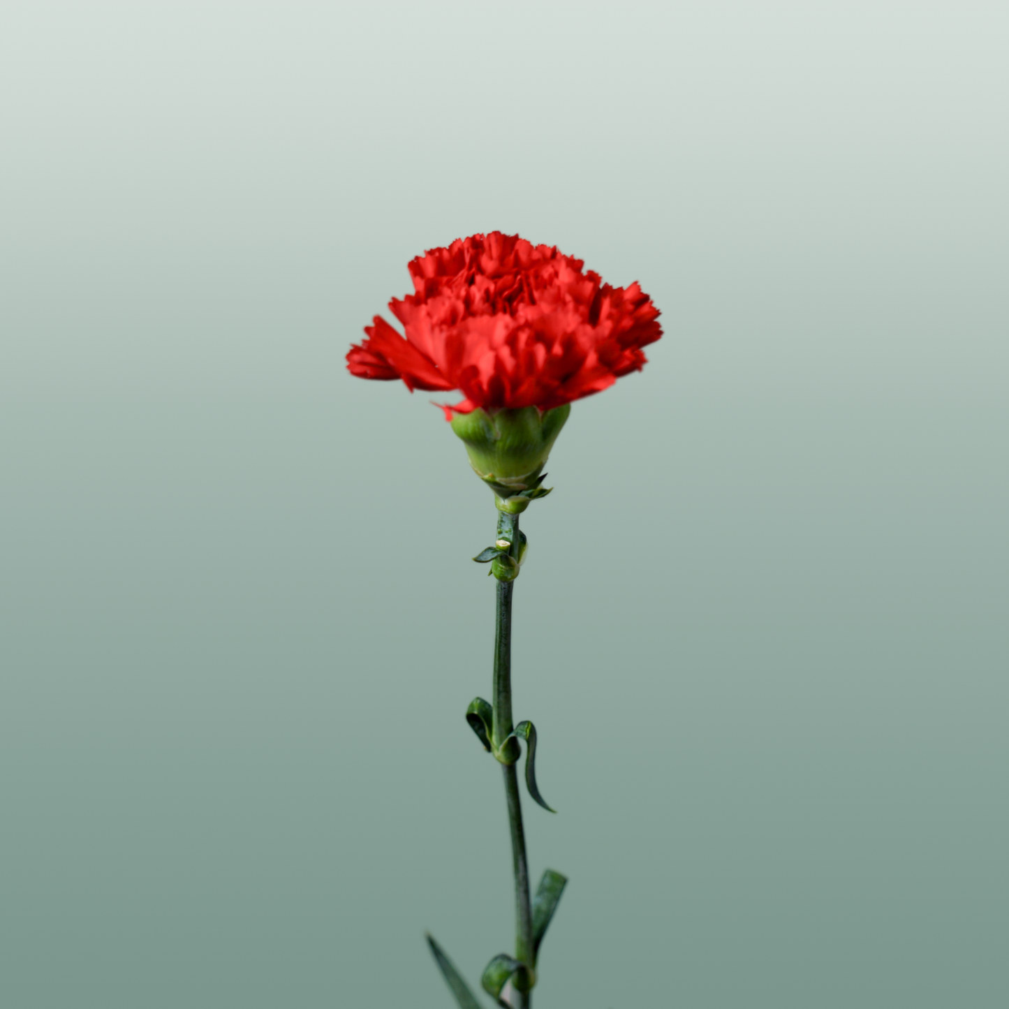 Carnation Standard Don Pedro (20 Stems)