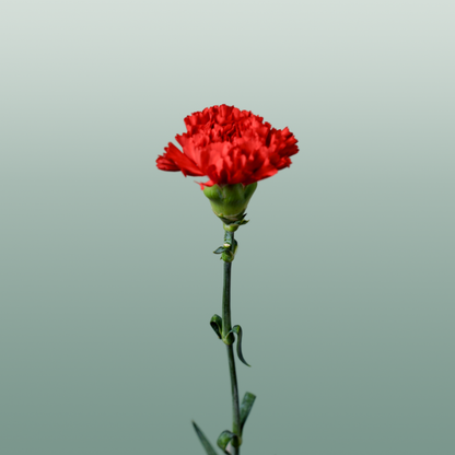 Carnation Standard Don Pedro (20 Stems)