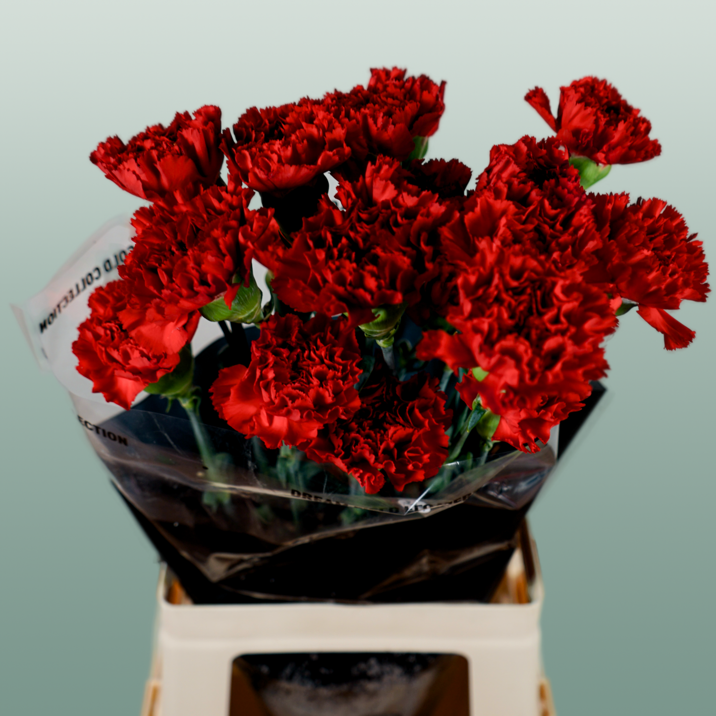 Carnation Standard Don Pedro (20 Stems)