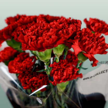 Carnation Standard Don Pedro (20 Stems)