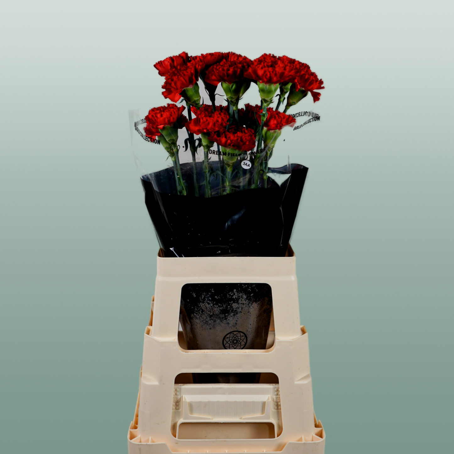 Carnation Standard Don Pedro (20 Stems)