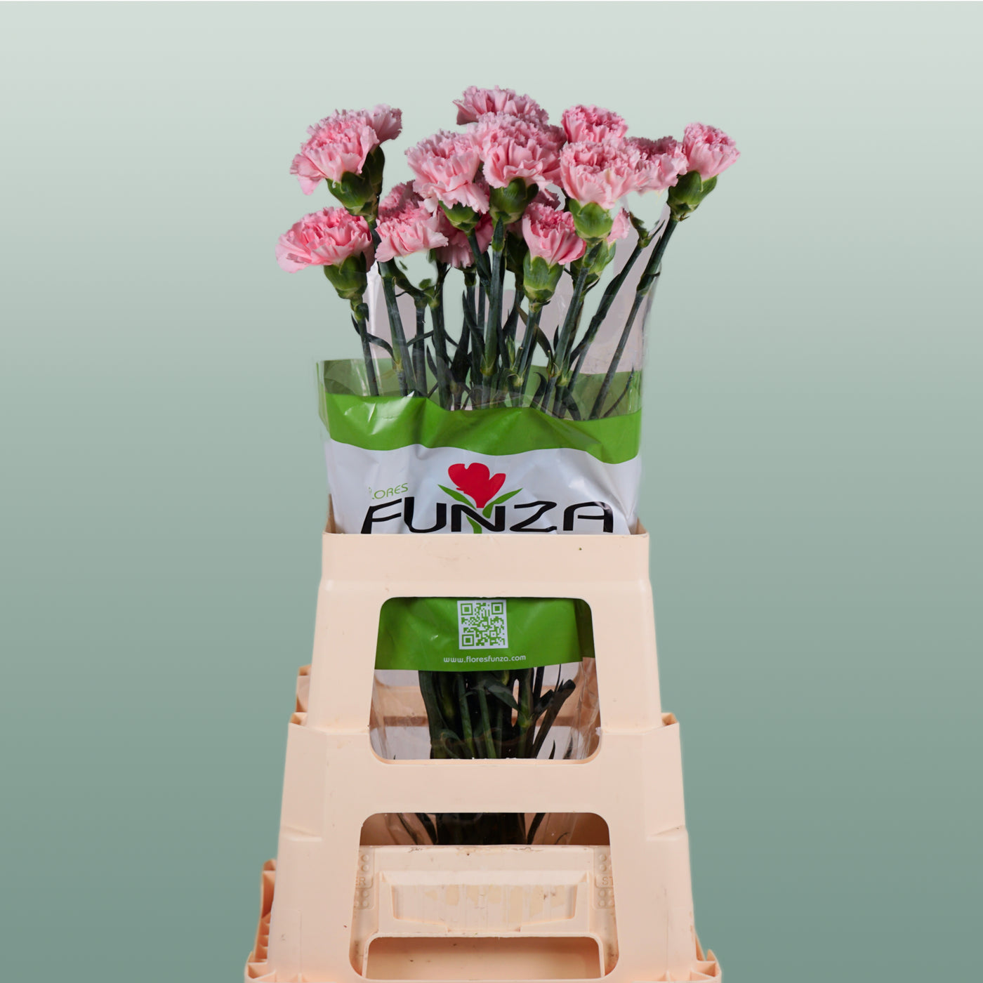 Carnation - Dianthus - Doncel