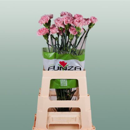Carnation Standard Doncel (20 Stems)