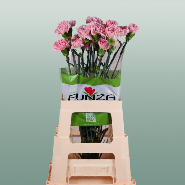 Carnation Standard Doncel