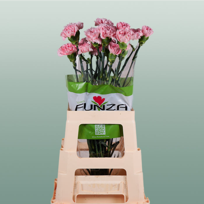 Carnation Standard Doncel