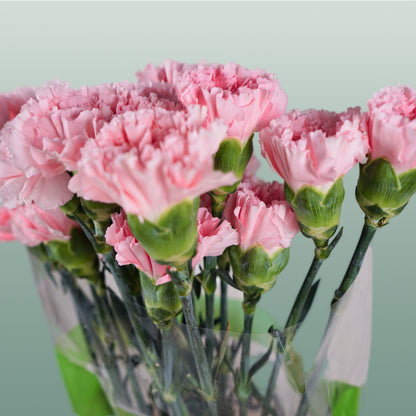 Carnation Standard Doncel (20 Stems)