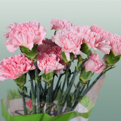 Carnation Standard Doncel (20 Stems)