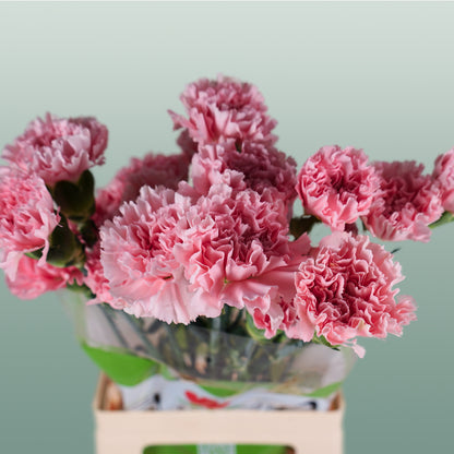 Carnation Standard Doncel (20 Stems)