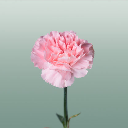 Carnation Standard Doncel (20 Stems)