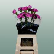 Carnation - Dianthus - Farida