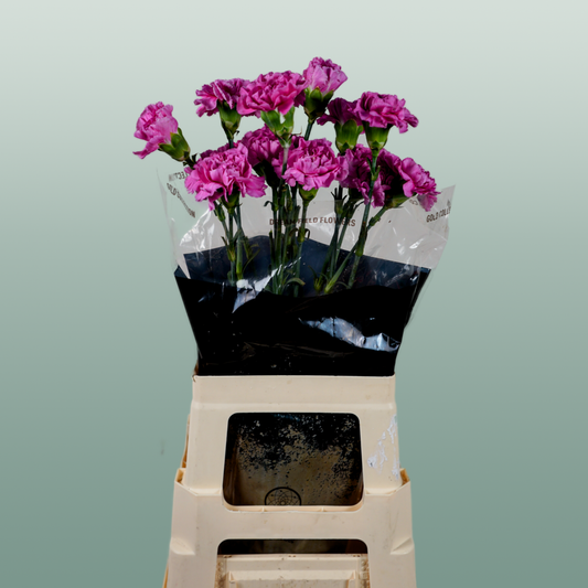 Carnation Standard Farida (20 Stems)