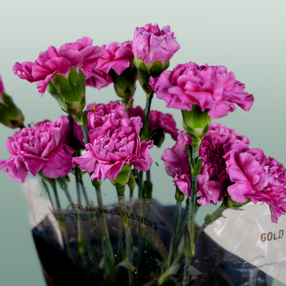 Carnation Standard Farida (20 Stems)