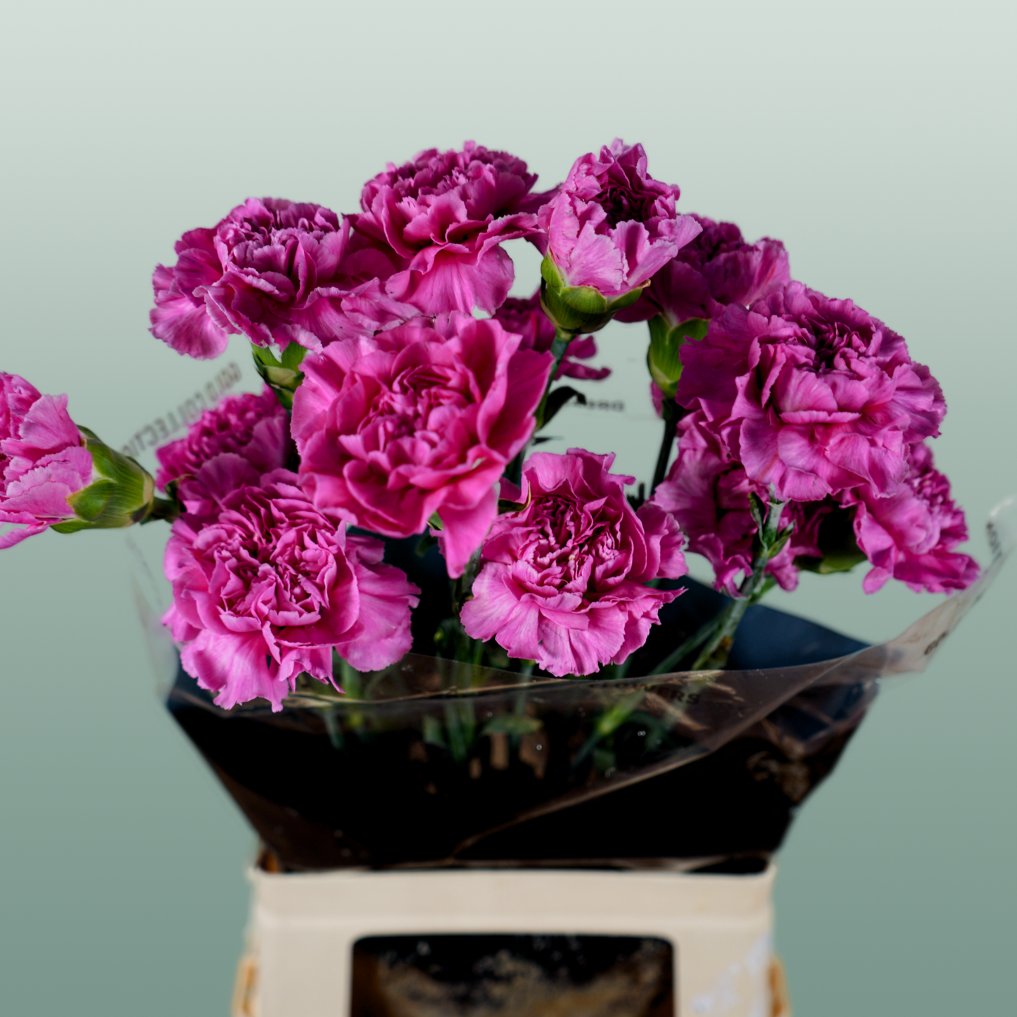 Carnation Standard Farida (20 Stems)