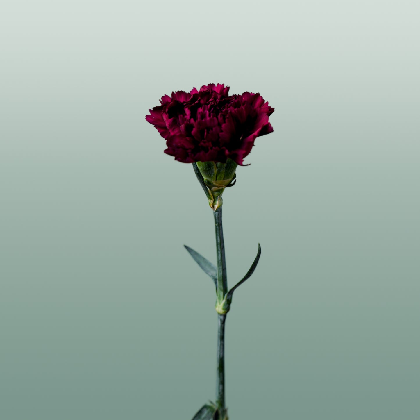 Carnation Standard Florigine Moontea