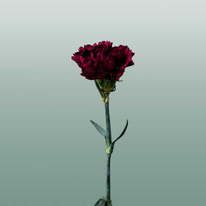 Carnation Standard Florigine Moontea