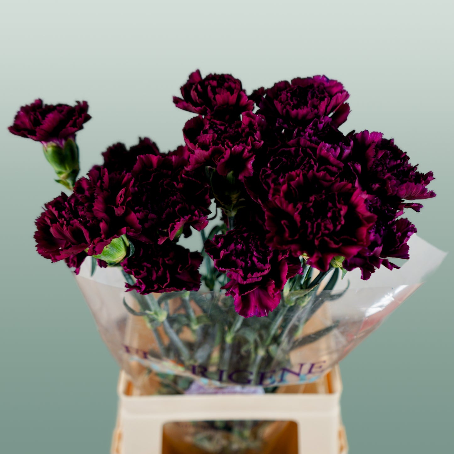 Carnation Standard Florigine Moontea