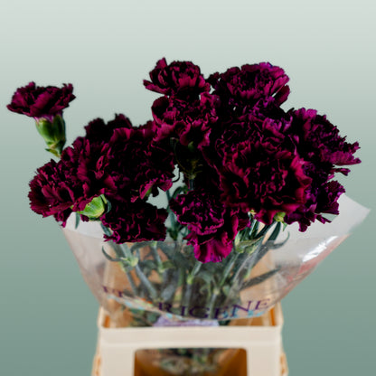 Carnation Standard Florigine Moontea