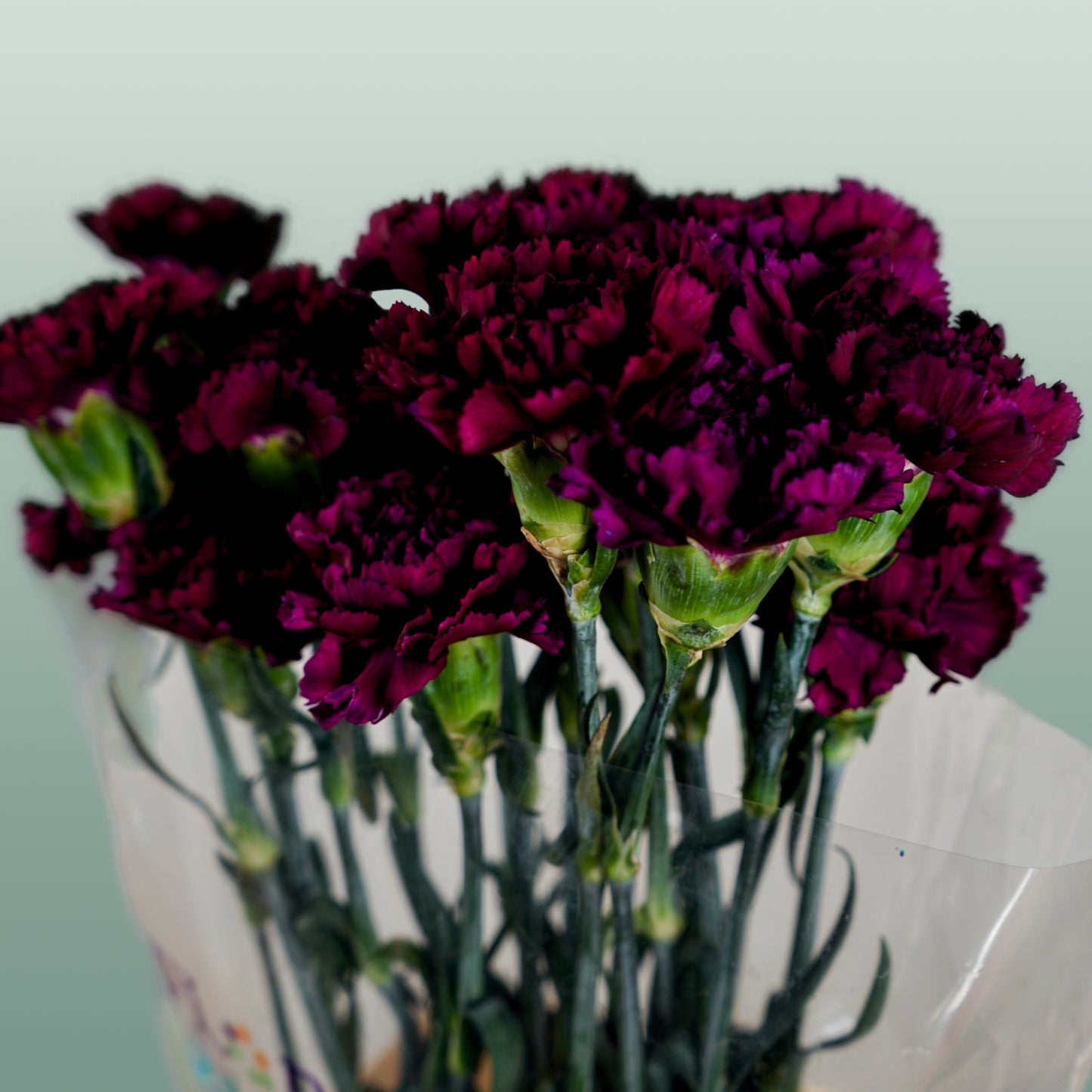 Carnation Standard Florigine Moontea