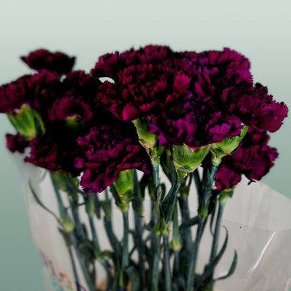 Carnation Standard Florigine Moontea