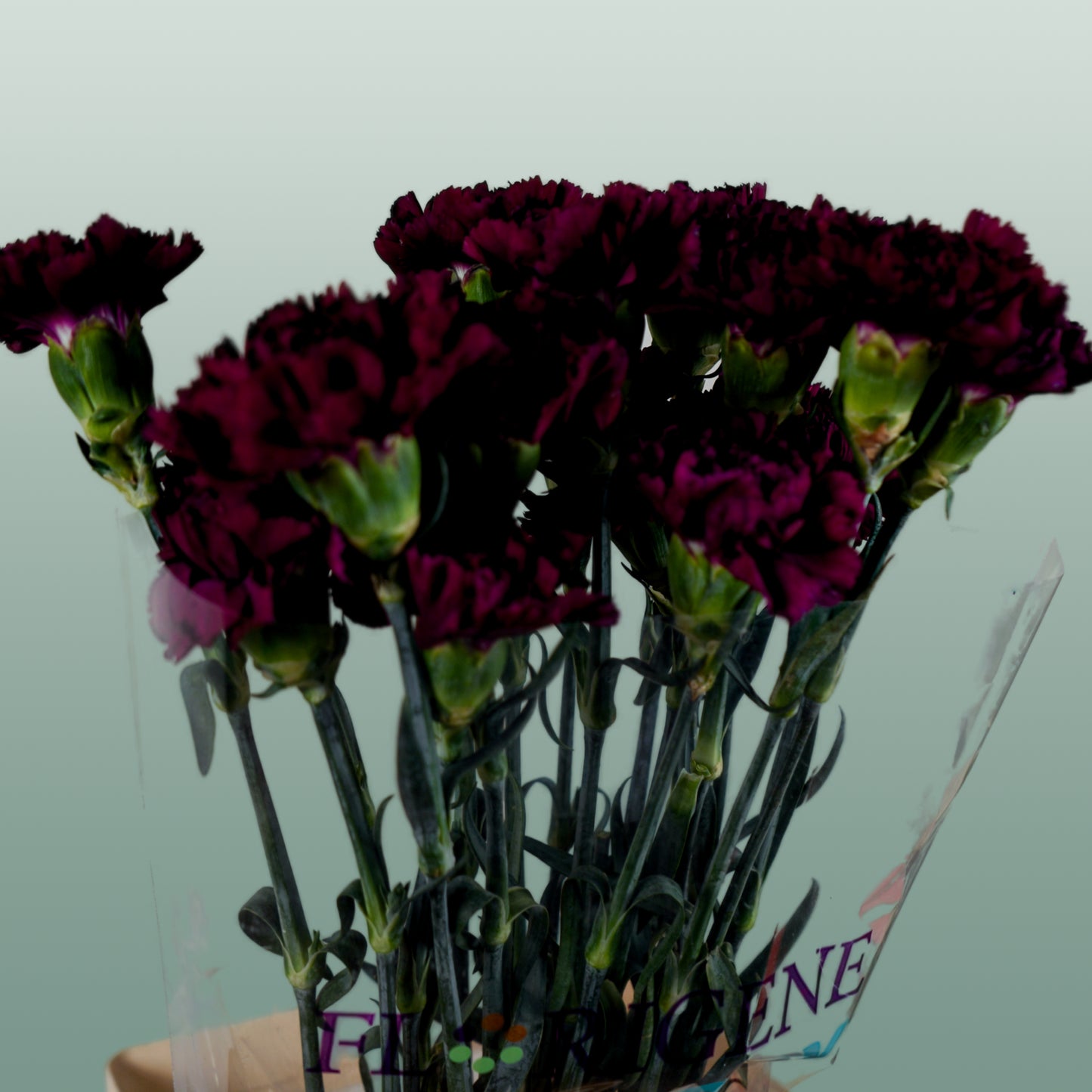 Carnation Standard Florigine Moontea