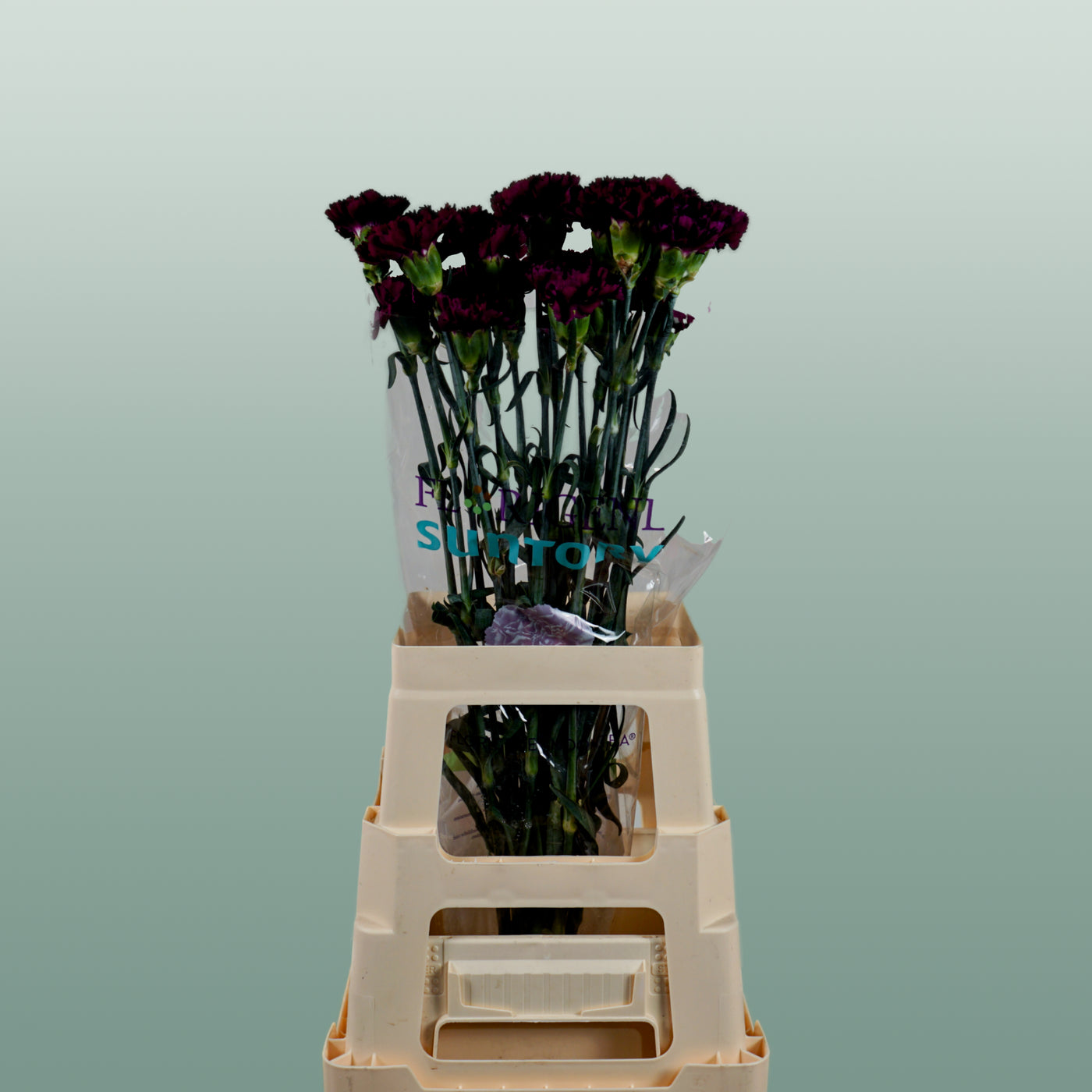 Carnation Standard Florigine Moontea